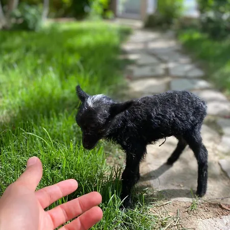 Farma Agriturismo San Michele San Michele (Ravenna)