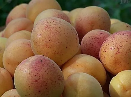 Vakantieboerderij Agriturismo San Michele *