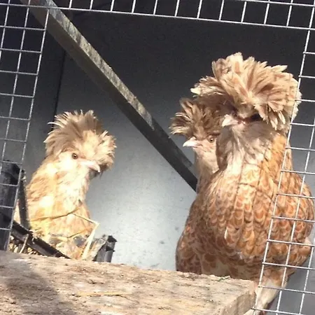 Agriturismo San Michele San Michele (Ravenna)