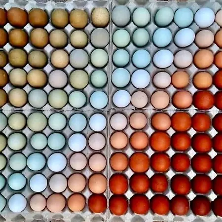 Agriturismo San Michele Vakantieboerderij San Michele (Ravenna)