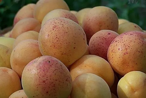 Feriegård Agriturismo San Michele *