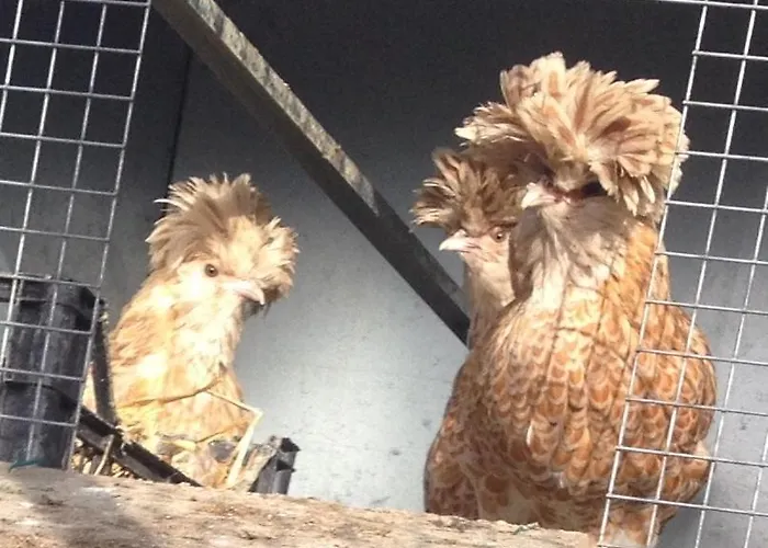 Agriturismo San Michele San Michele (Ravenna)