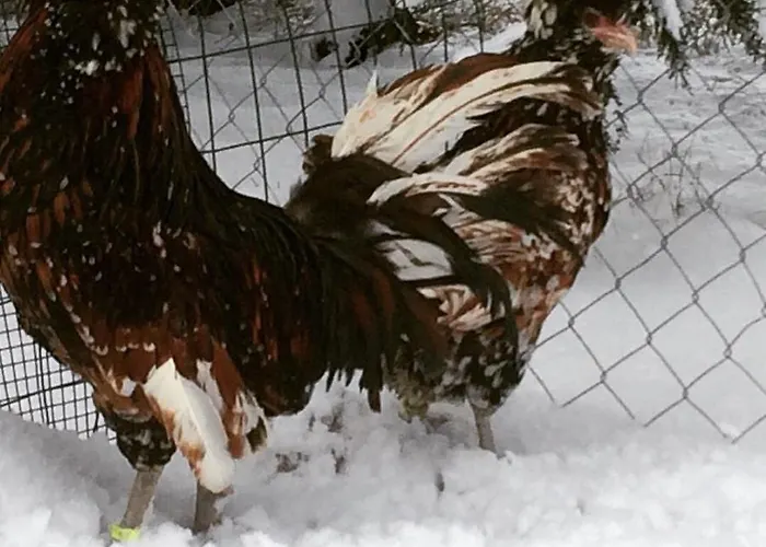 Feriegård Agriturismo San Michele