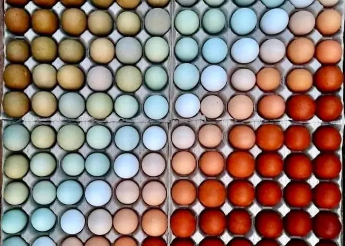 Agriturismo San Michele בית חווה San Michele (Ravenna)