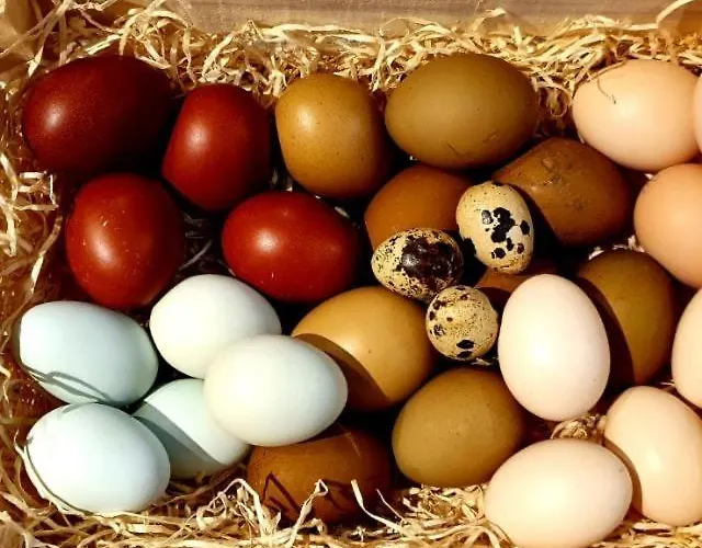 Agriturismo San Michele Feriegård